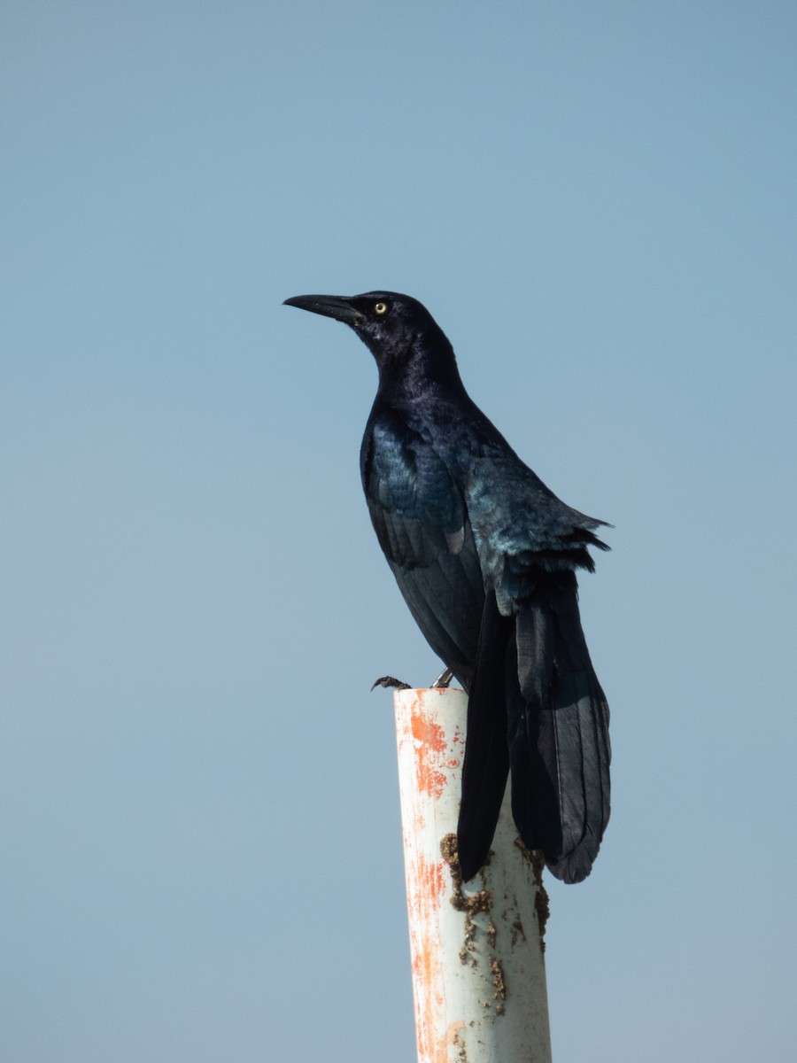 Great-tailed Grackle - ML381715361