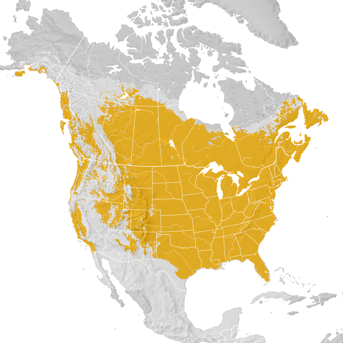 American Crow - Range map: Post-breeding migration - eBird Status and