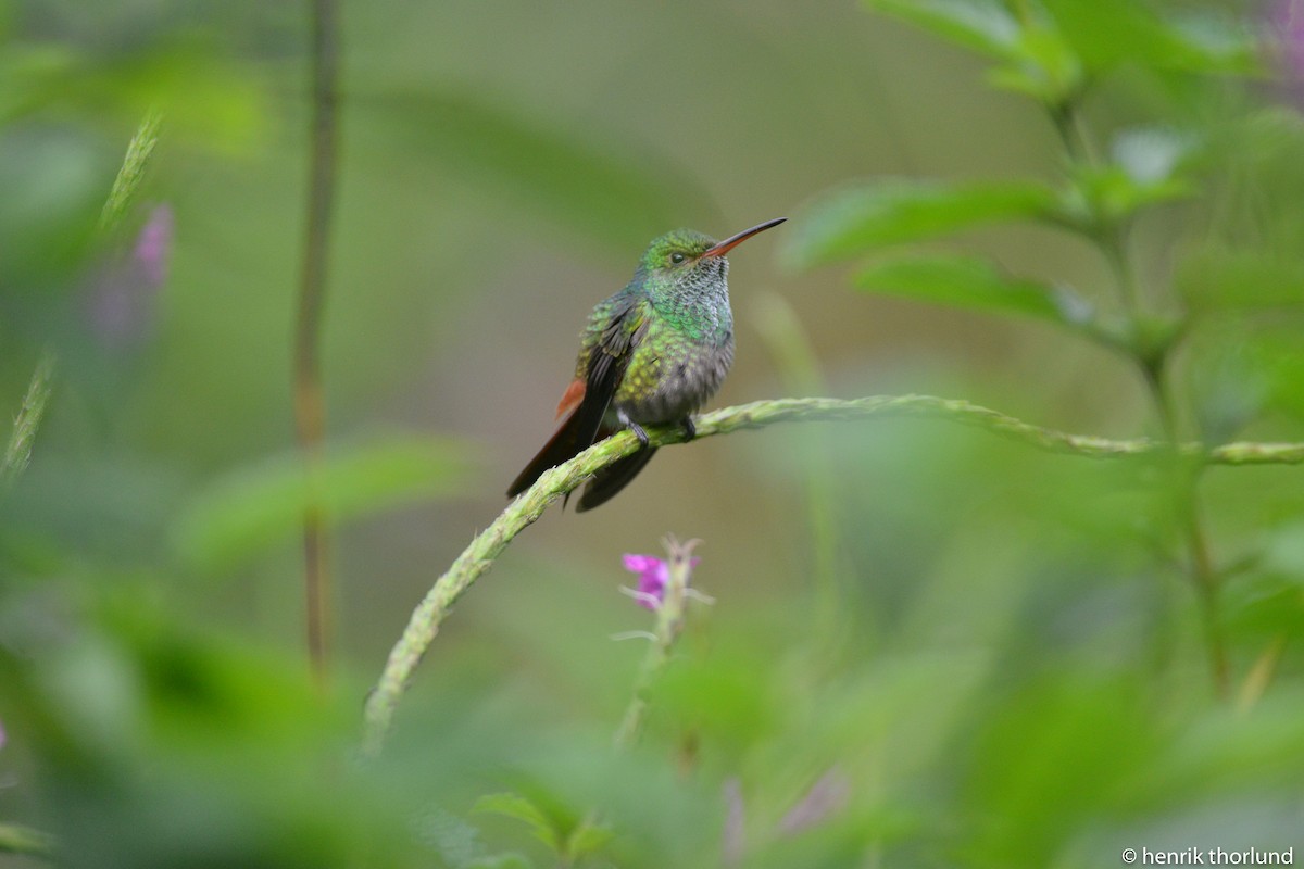 Rufous-tailed Hummingbird - Henrik Thorlund