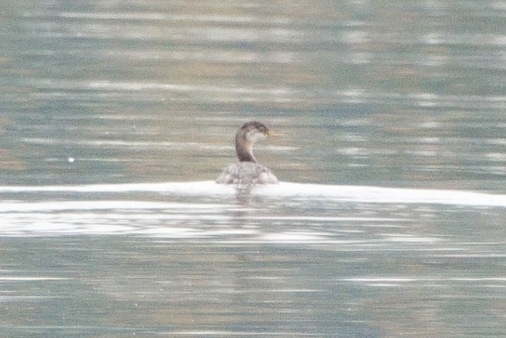 Red-necked Grebe - ML381727761