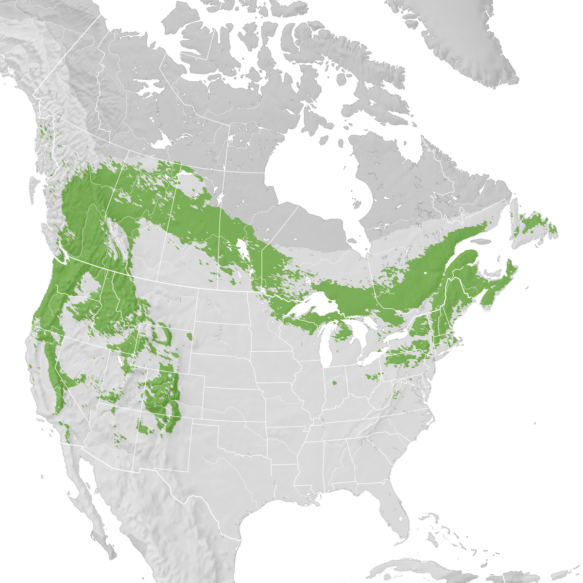 Evening Grosbeak - Range map: Pre-breeding migration - eBird Status and ...