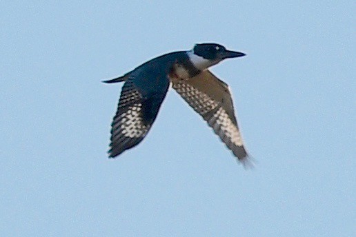 Belted Kingfisher - ML381733171