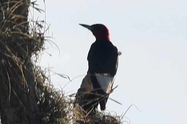 Red-headed Woodpecker - ML381733251