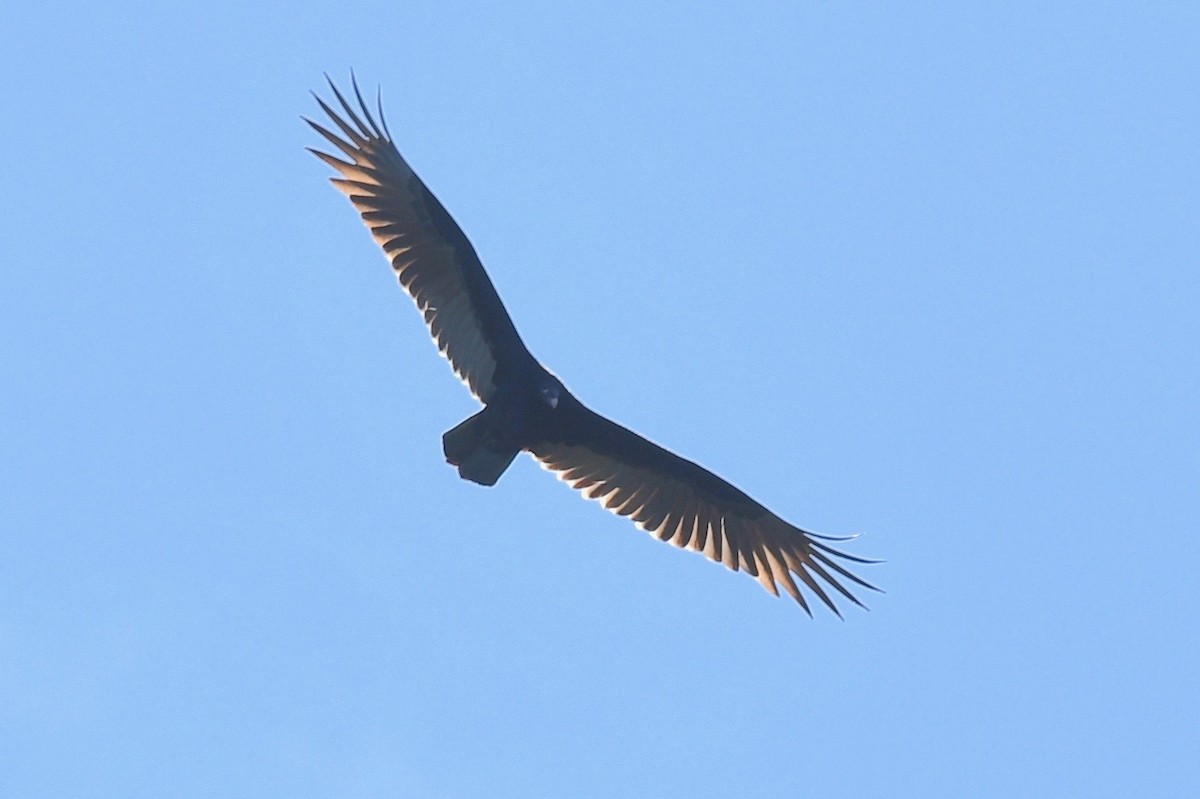 Turkey Vulture - barbara segal