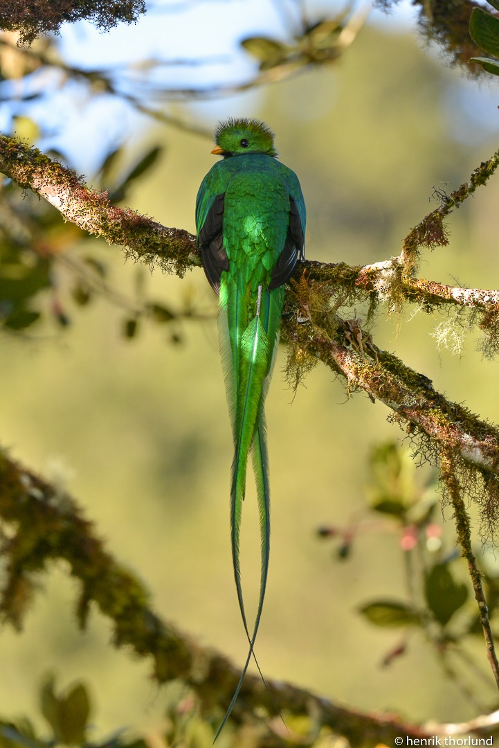 Quetzal Guatemalteco - ML38173521