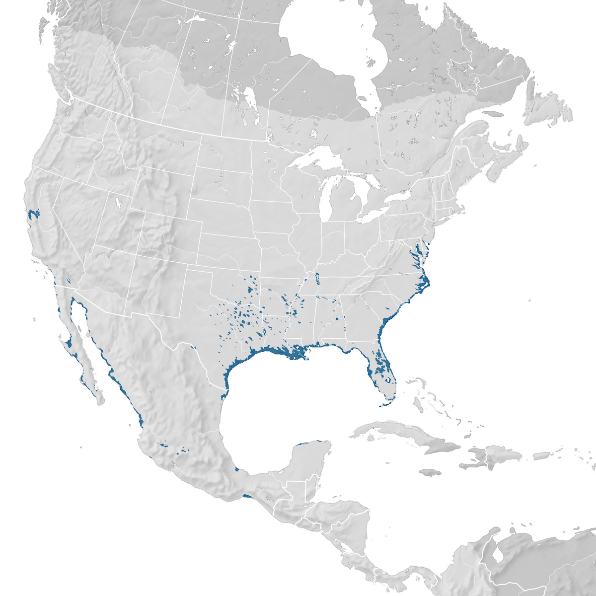 Forster's Tern - Range map: Non-breeding - eBird Status and Trends