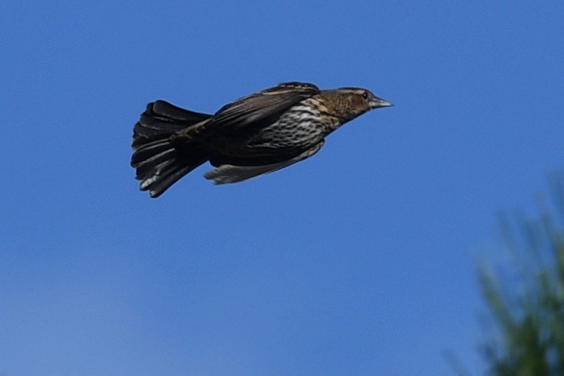Red-winged Blackbird - ML381736171