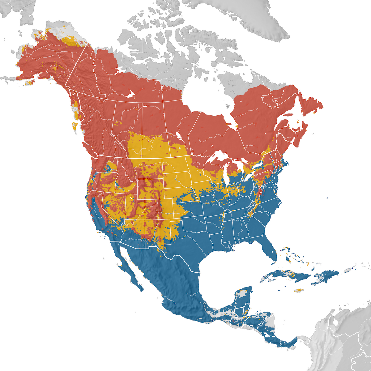 Yellow-rumped Warbler - Range Map - EBird Status And Trends