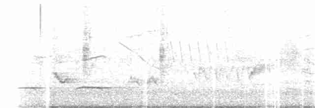 White-browed Meadowlark - ML381745531