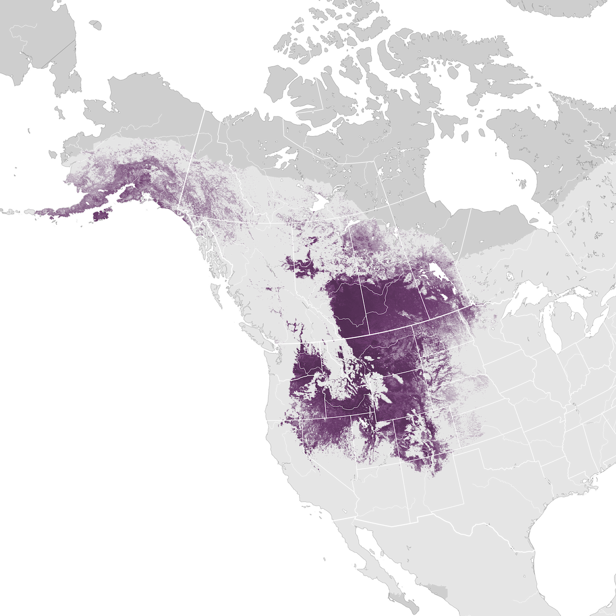 Black Billed Magpie Abundance Map Ebird Status And Trends
