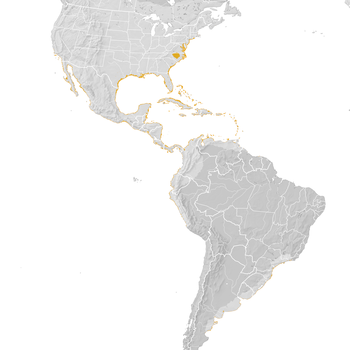 Royal Tern - Range map: Post-breeding migration - eBird Status and Trends