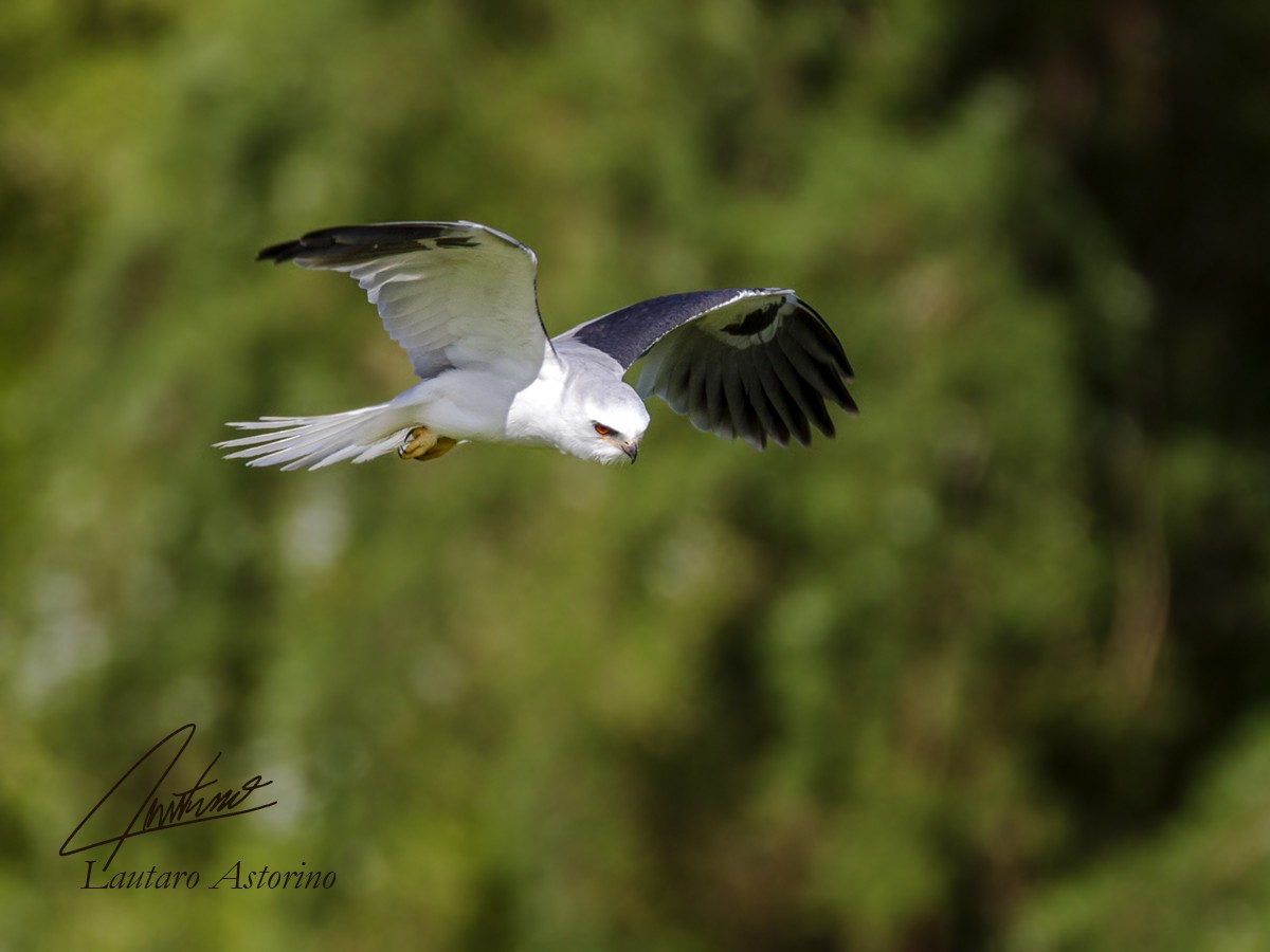 White-tailed Kite - Lautaro Astorino