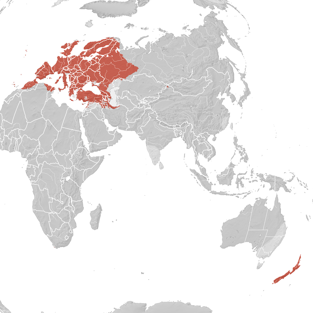 Common Chaffinch - Range map: Breeding - eBird Status and Trends