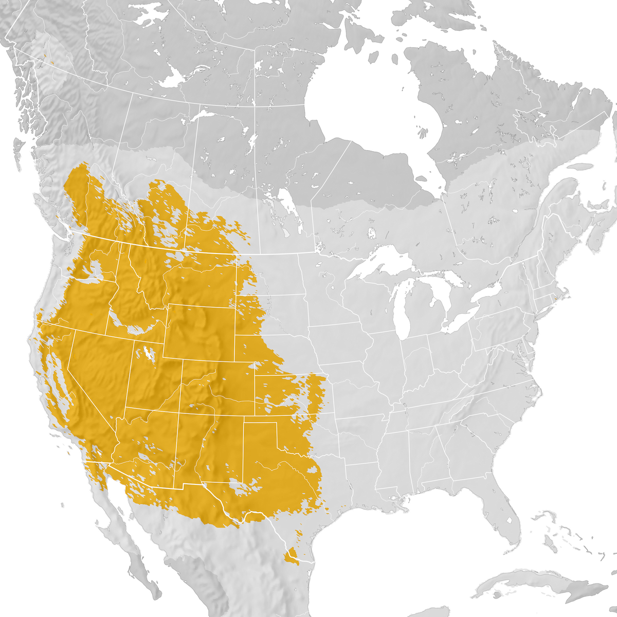 Mountain Bluebird - Range map: Post-breeding migration - eBird Status