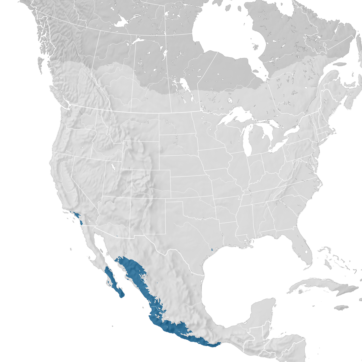 Pacific-slope Flycatcher - Range map: Non-breeding - eBird Status and ...