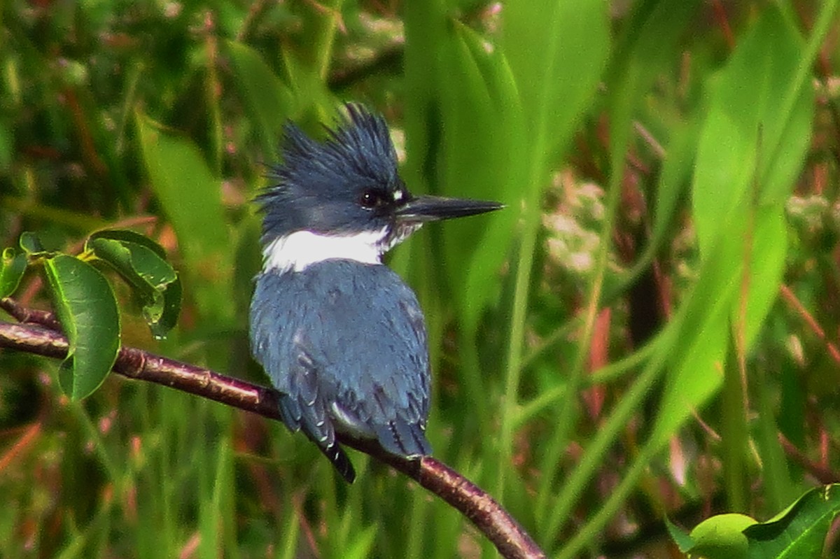 Belted Kingfisher - Susan Young