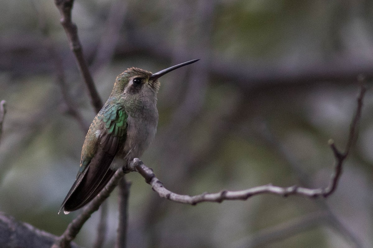 Broad-billed Hummingbird - ML381762561