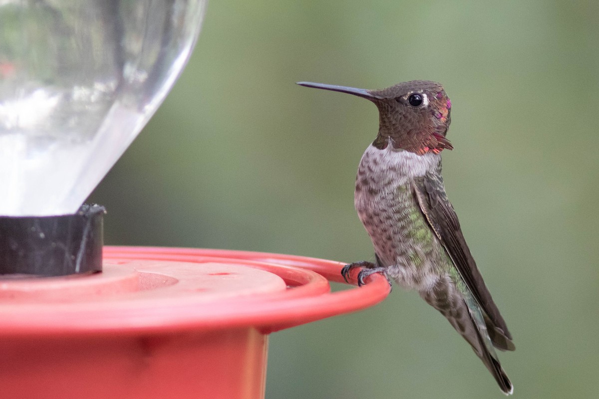 Anna's Hummingbird - ML381762861