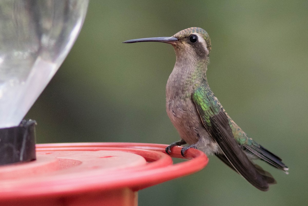 Broad-billed Hummingbird - ML381762921