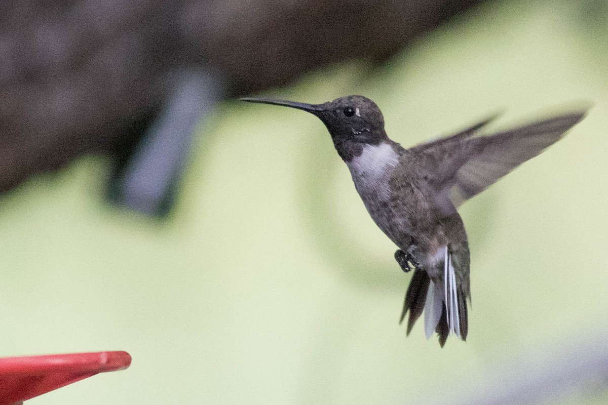 Black-chinned Hummingbird - ML381762991