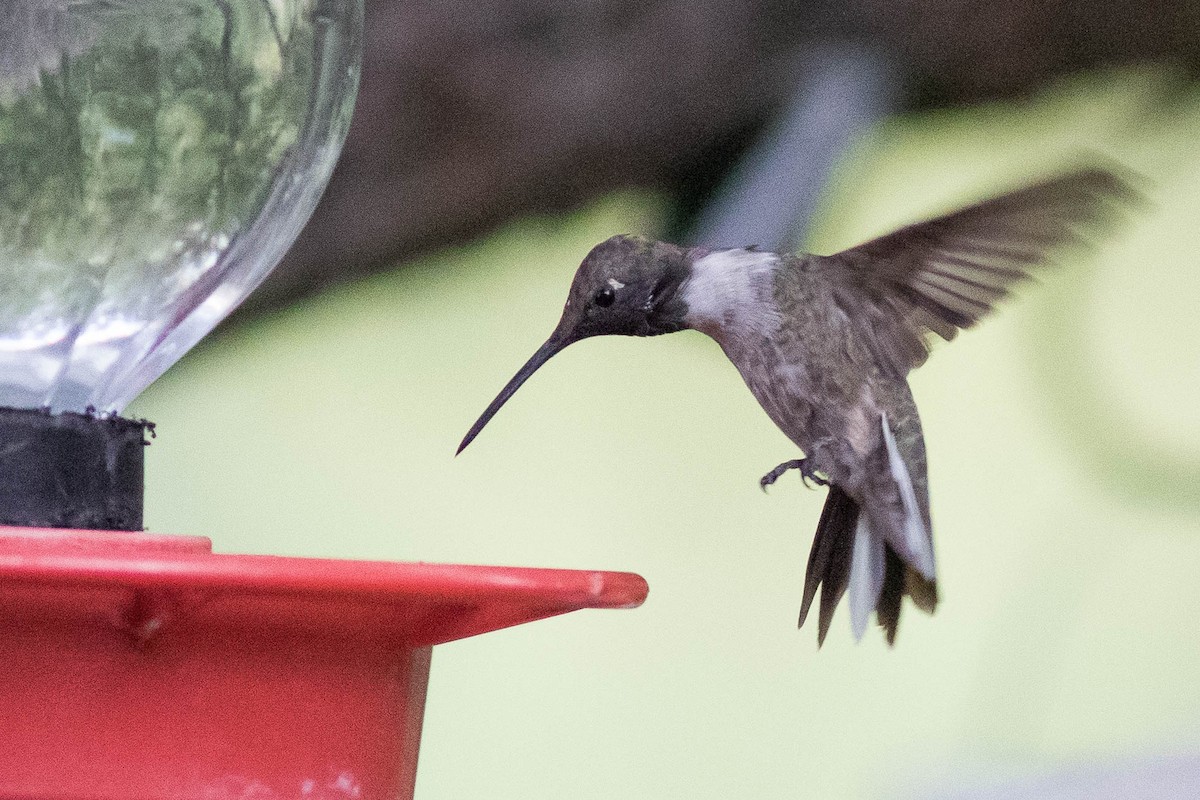 Black-chinned Hummingbird - ML381763001