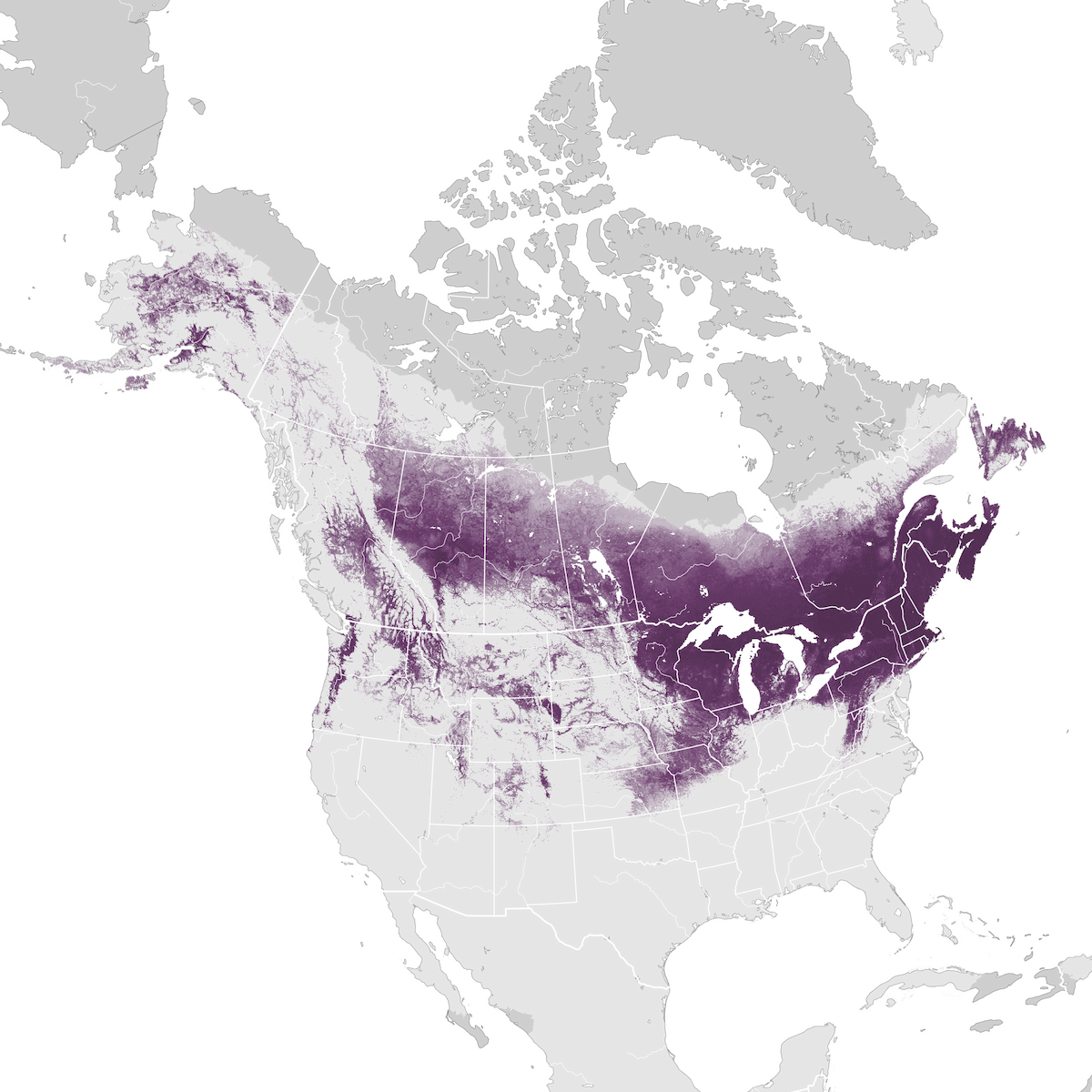 Black Capped Chickadee Abundance Map Ebird Status And Trends