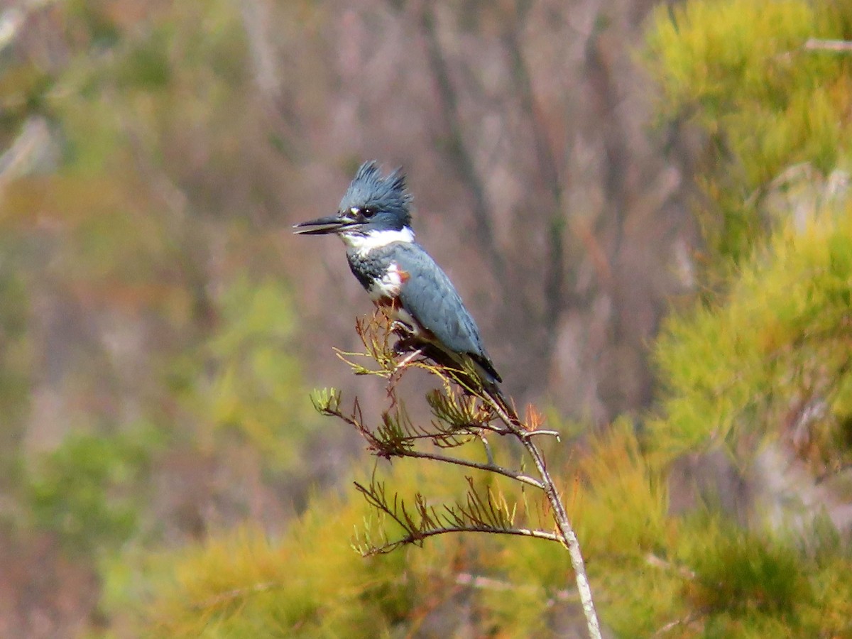 Belted Kingfisher - ML381770561