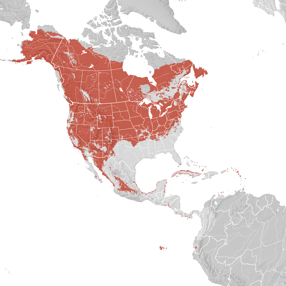 Yellow Warbler Range Map Breeding Ebird Status And Trends