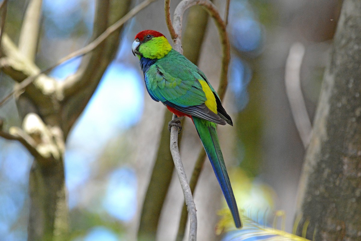 Red-capped Parrot - ML381777831