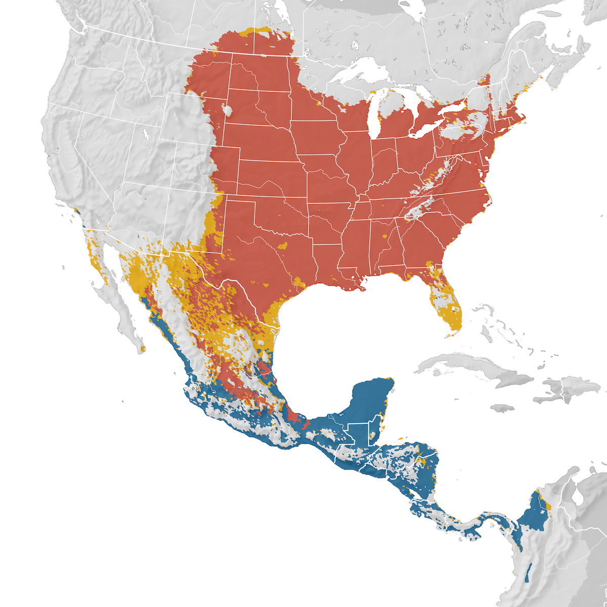 Orchard Oriole Range map eBird Status and Trends