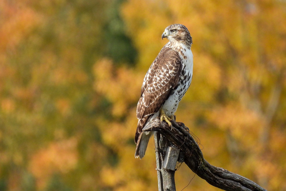 Red-tailed Hawk - Todd Brown