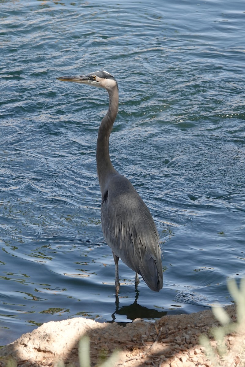 ML381779881 Great Blue Heron Macaulay Library