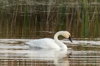 Tundra Swan, ML381781091