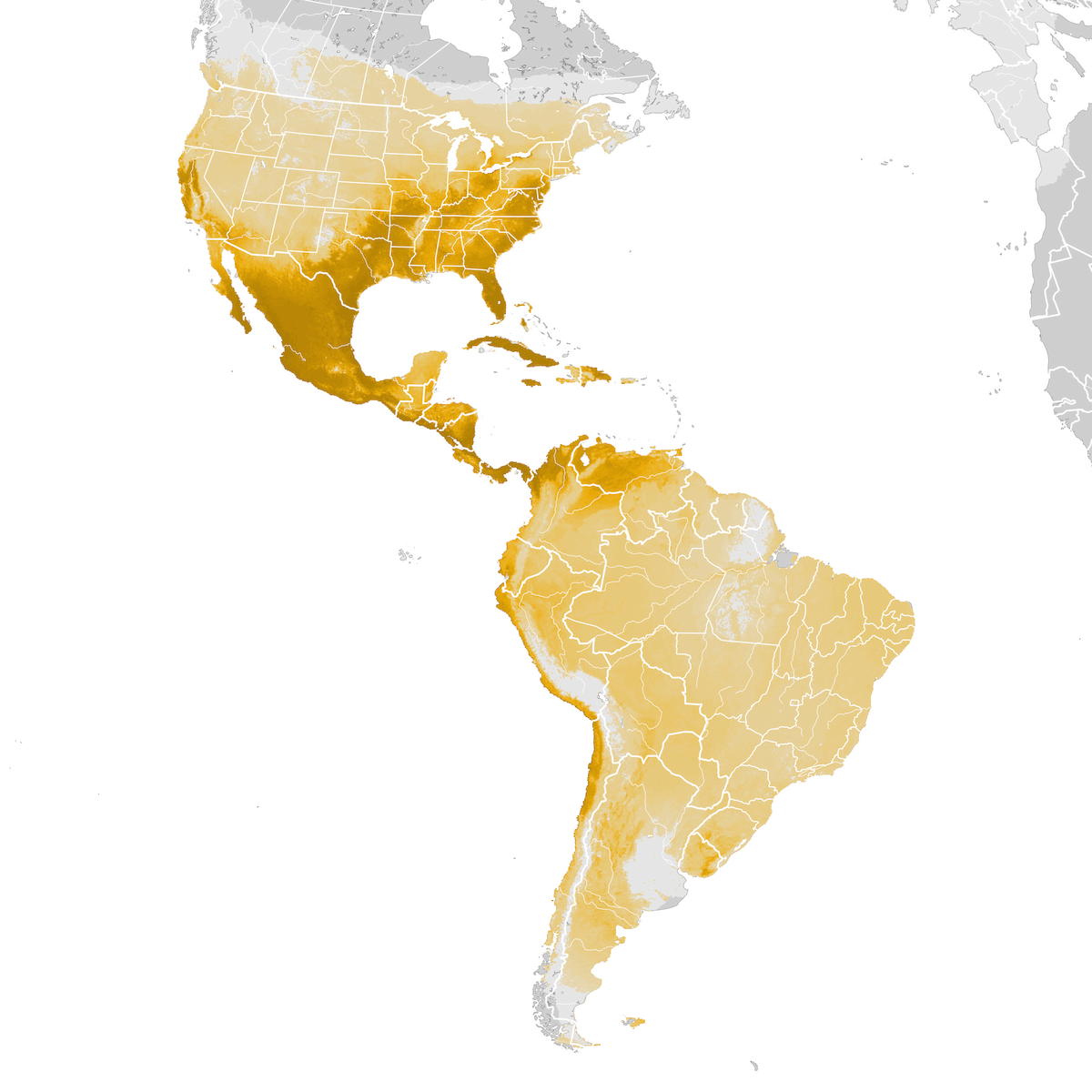 Turkey Vulture Abundance map Prebreeding migration eBird Status