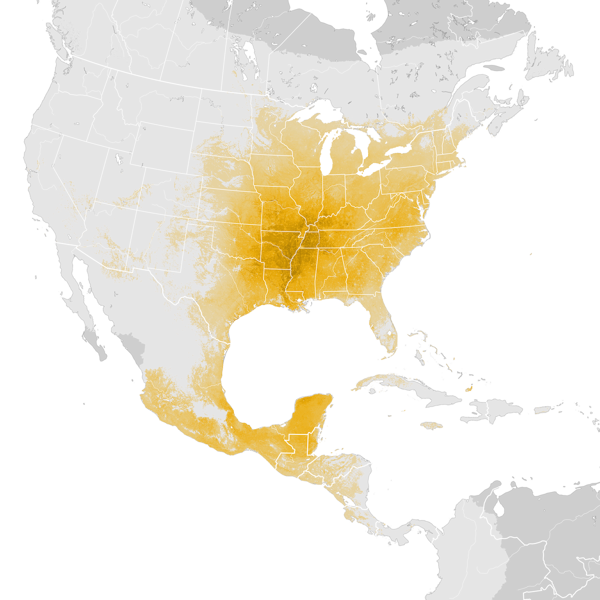 Indigo Bunting Abundance map Prebreeding migration eBird Status