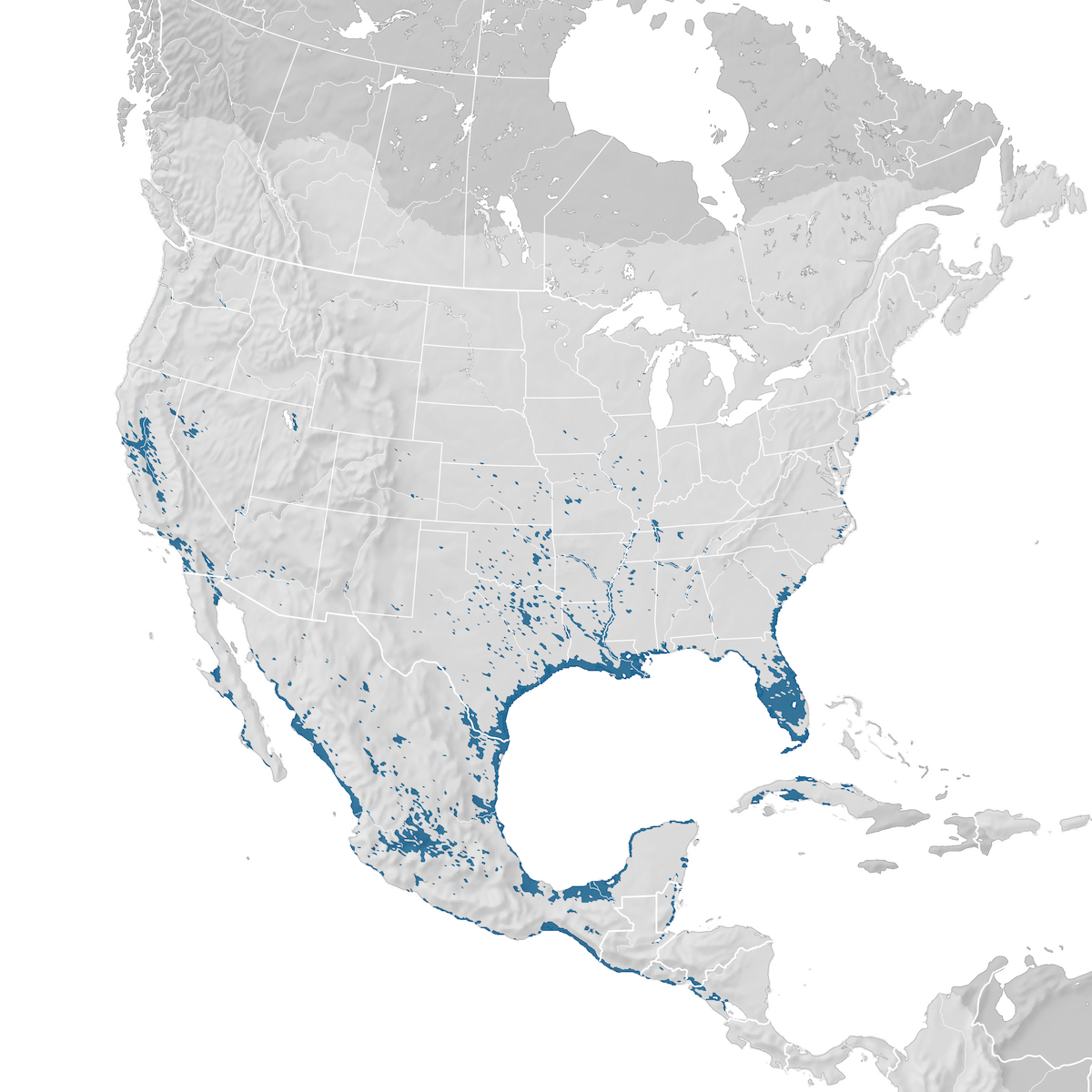 American White Pelican - Range map: Non-breeding - eBird Status and Trends