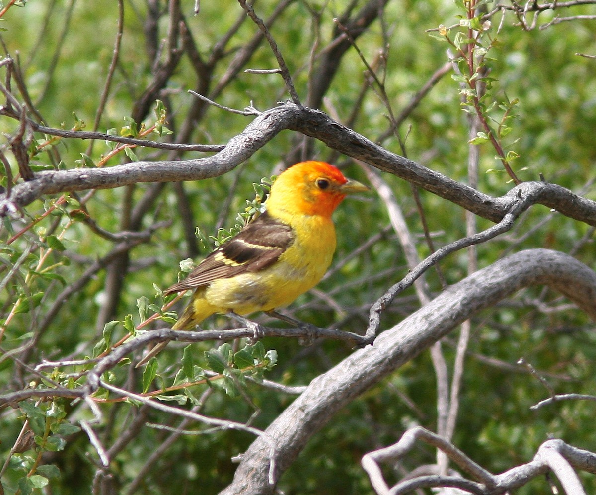 Western Tanager - ML38180441