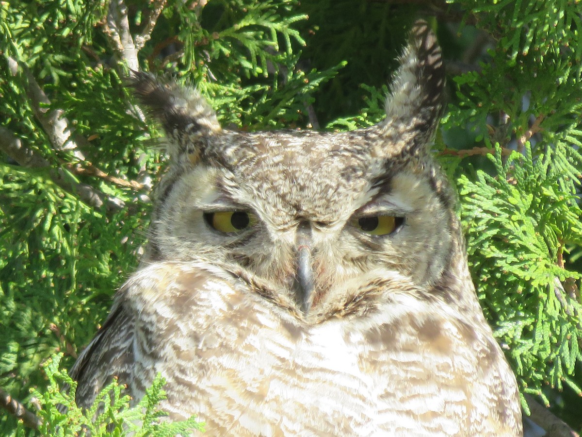 Great Horned Owl - ML38180541