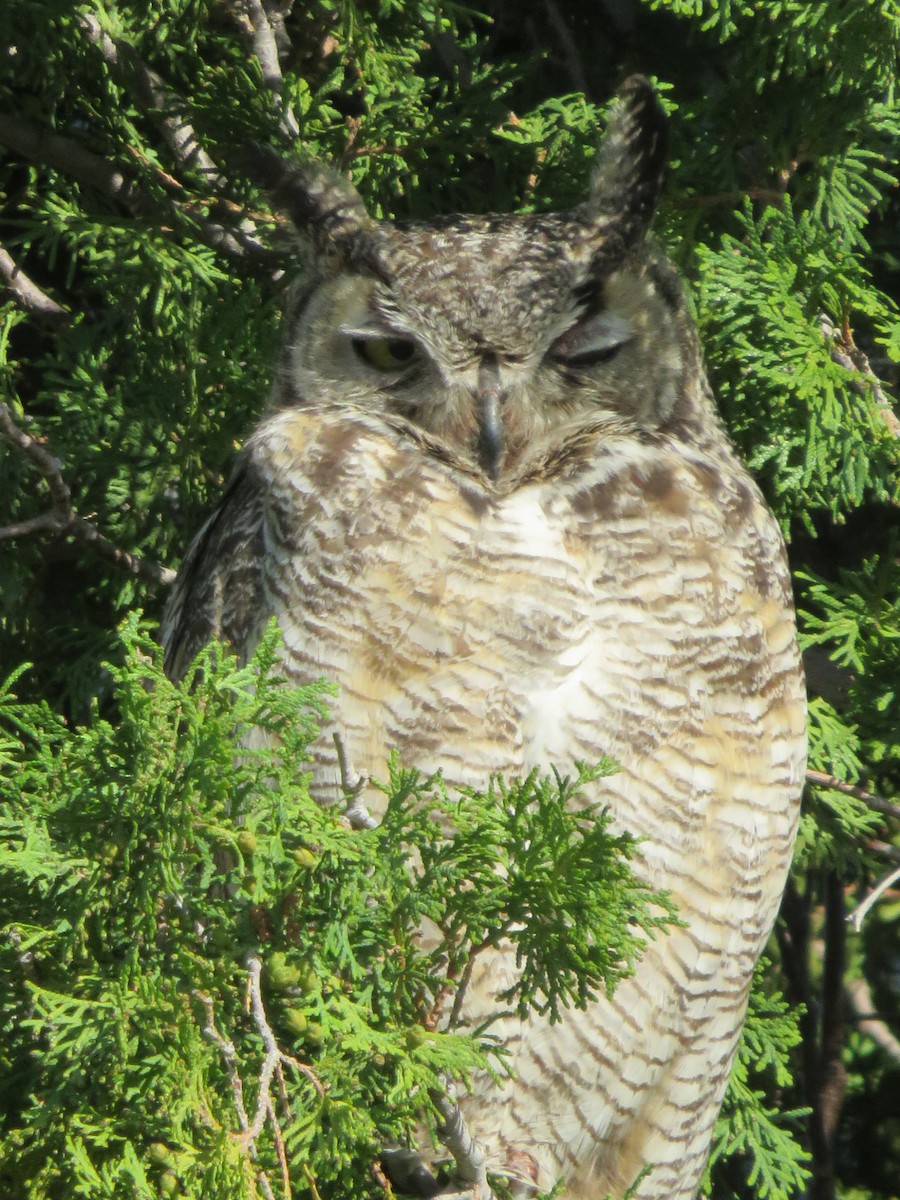 Great Horned Owl - ML38180881
