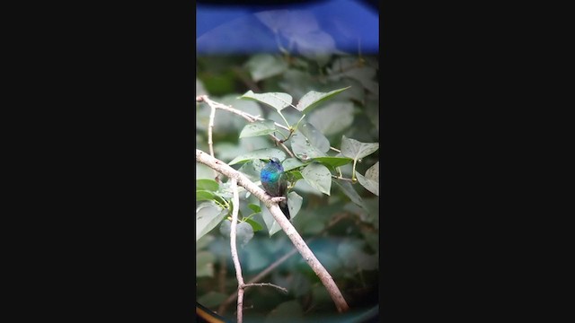 kolibřík zelený - ML381811851