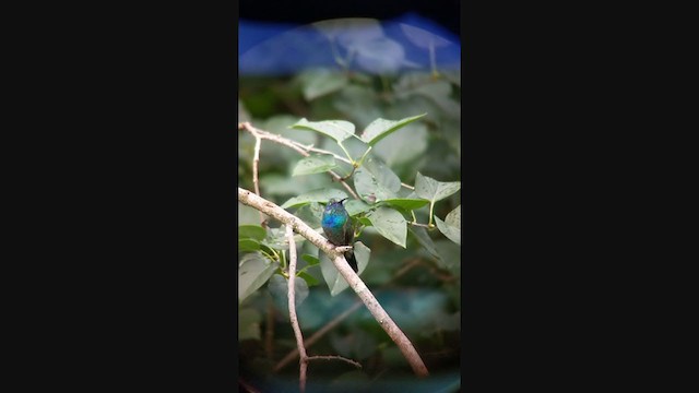kolibřík zelený - ML381811871