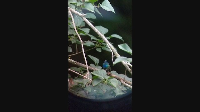 kolibřík zelený - ML381811881