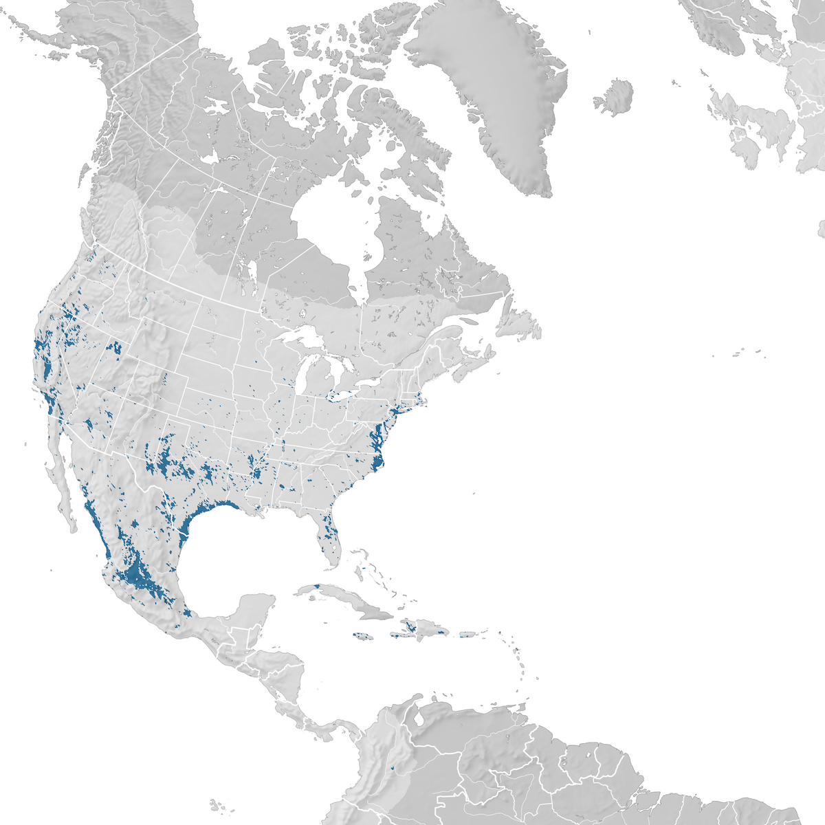 Ruddy Duck - Range map: Non-breeding - eBird Status and Trends