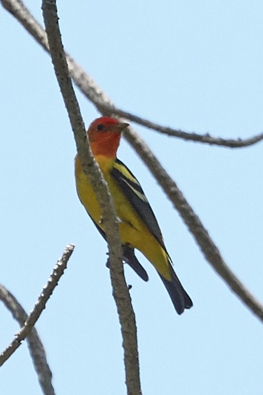 Western Tanager - ML38181501