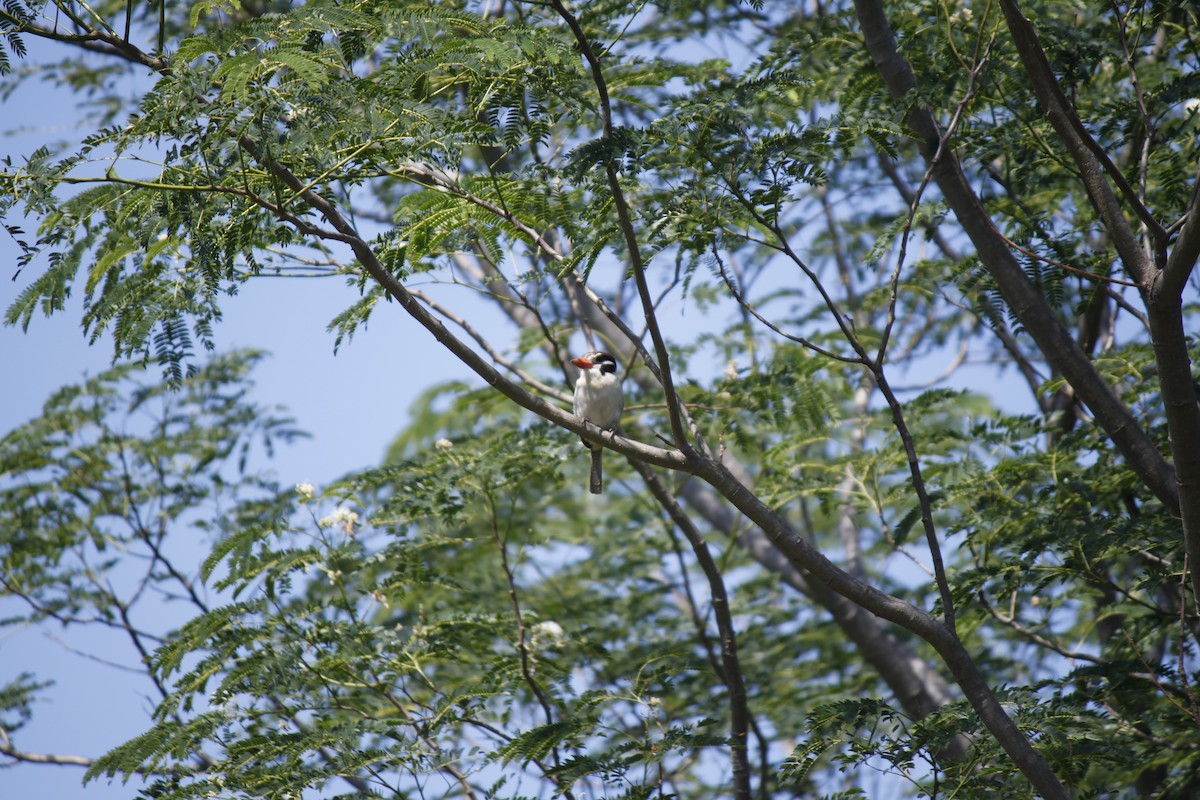 White-eared Puffbird - ML38181531