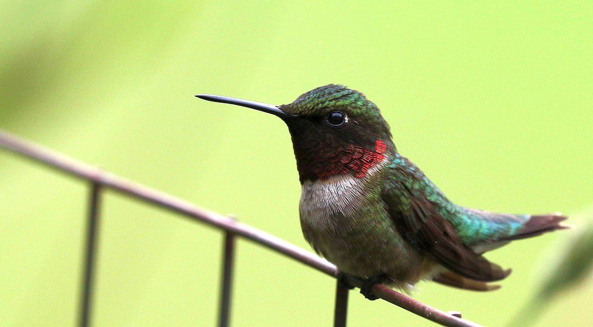 Ruby-throated Hummingbird - Matthew Brown