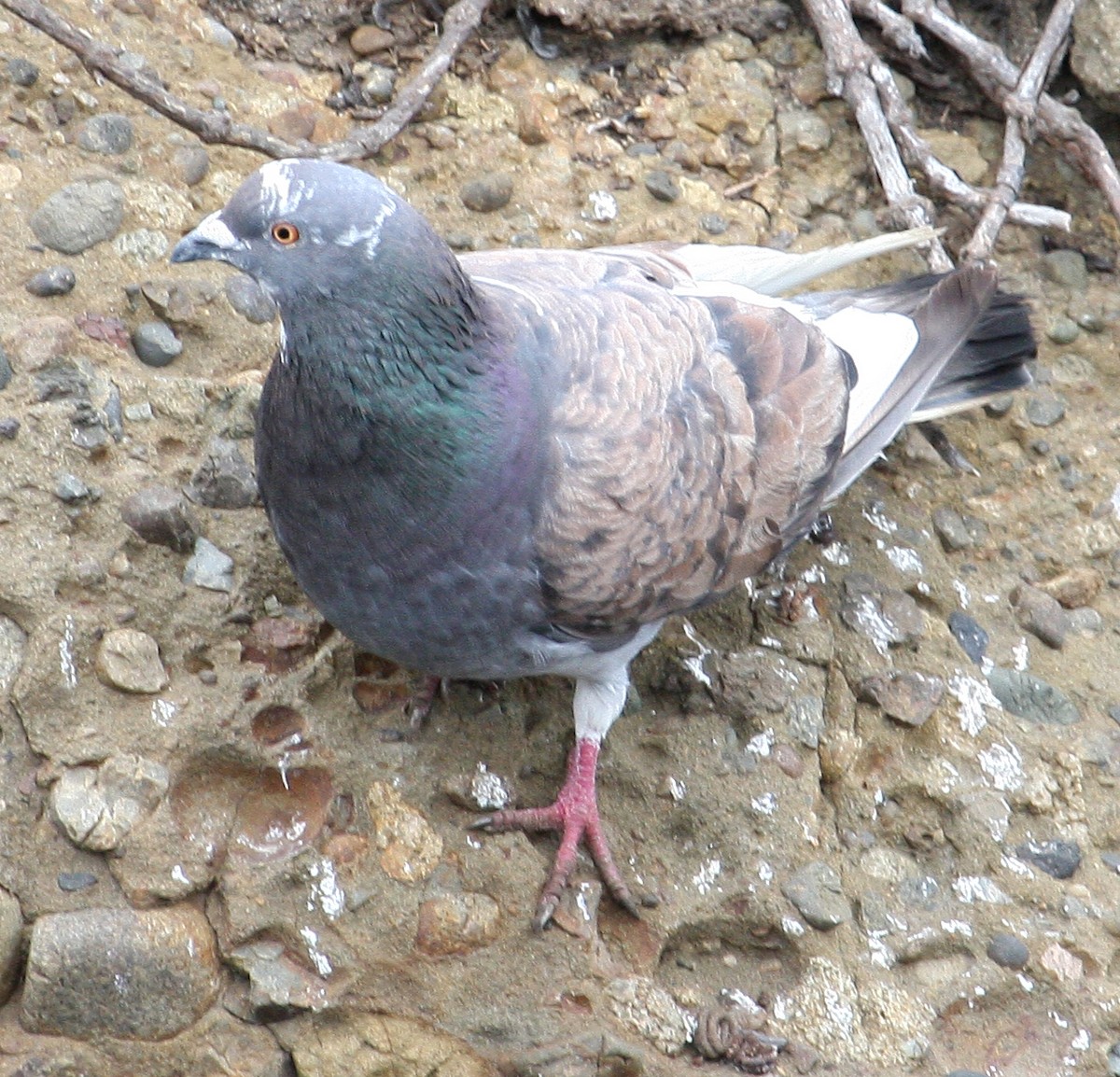 Rock Pigeon (Feral Pigeon) - Steve Collins