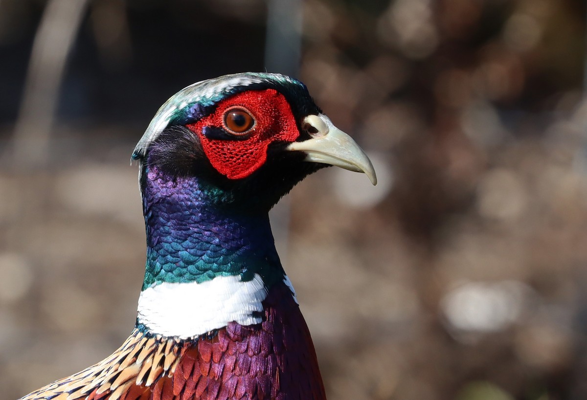 Ring-necked Pheasant - ML381825101