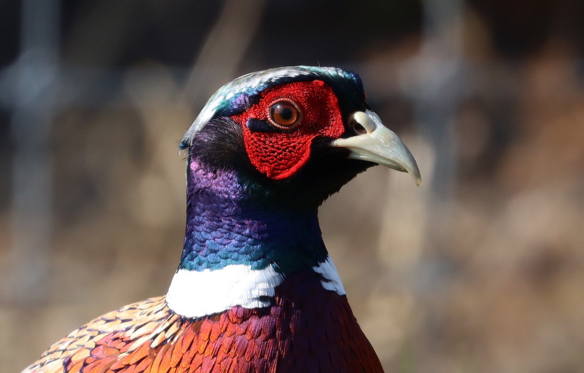 Ring-necked Pheasant - ML381825191