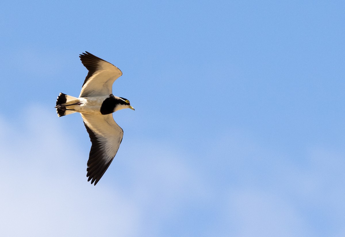 Banded Lapwing - Chris Barnes